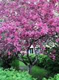 Malus × purpurea