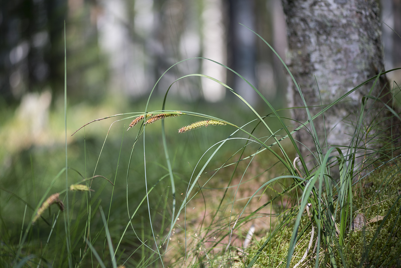 Изображение особи Carex rostrata.