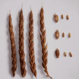 Triticum spelta