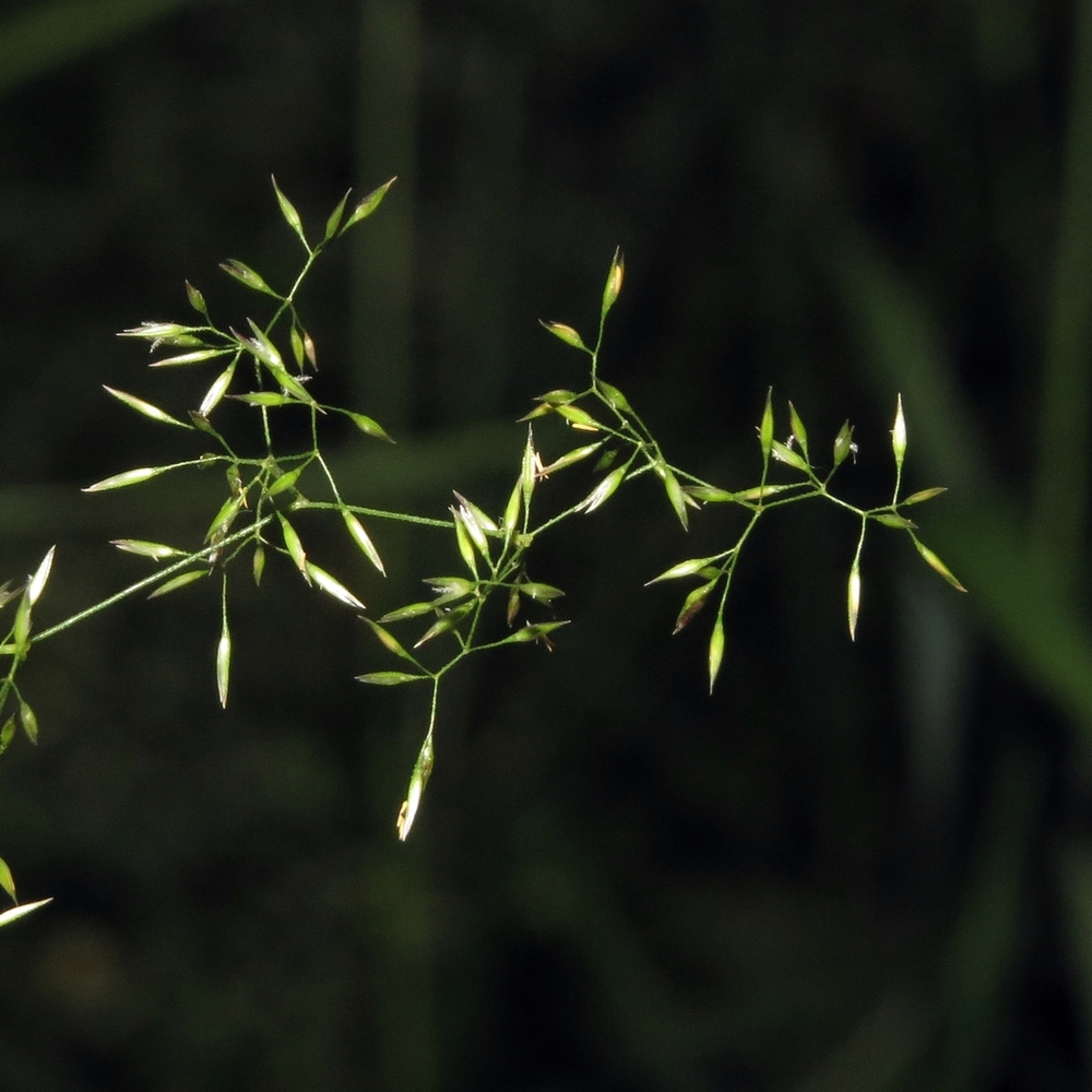 Изображение особи Agrostis tenuis.