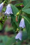 Adenophora pereskiifolia. Цветки. Владивосток, о. Русский, лес. 10.09.2016.