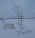 Betula pendula