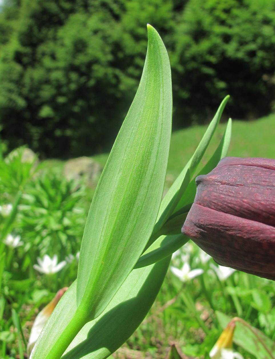 Изображение особи Fritillaria latifolia.