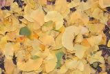 Ginkgo biloba