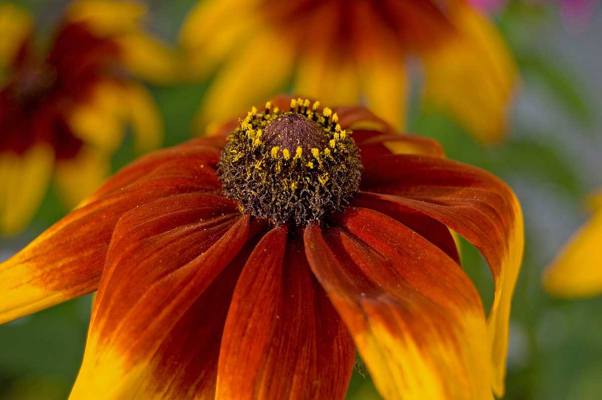 Image of Rudbeckia hirta specimen.