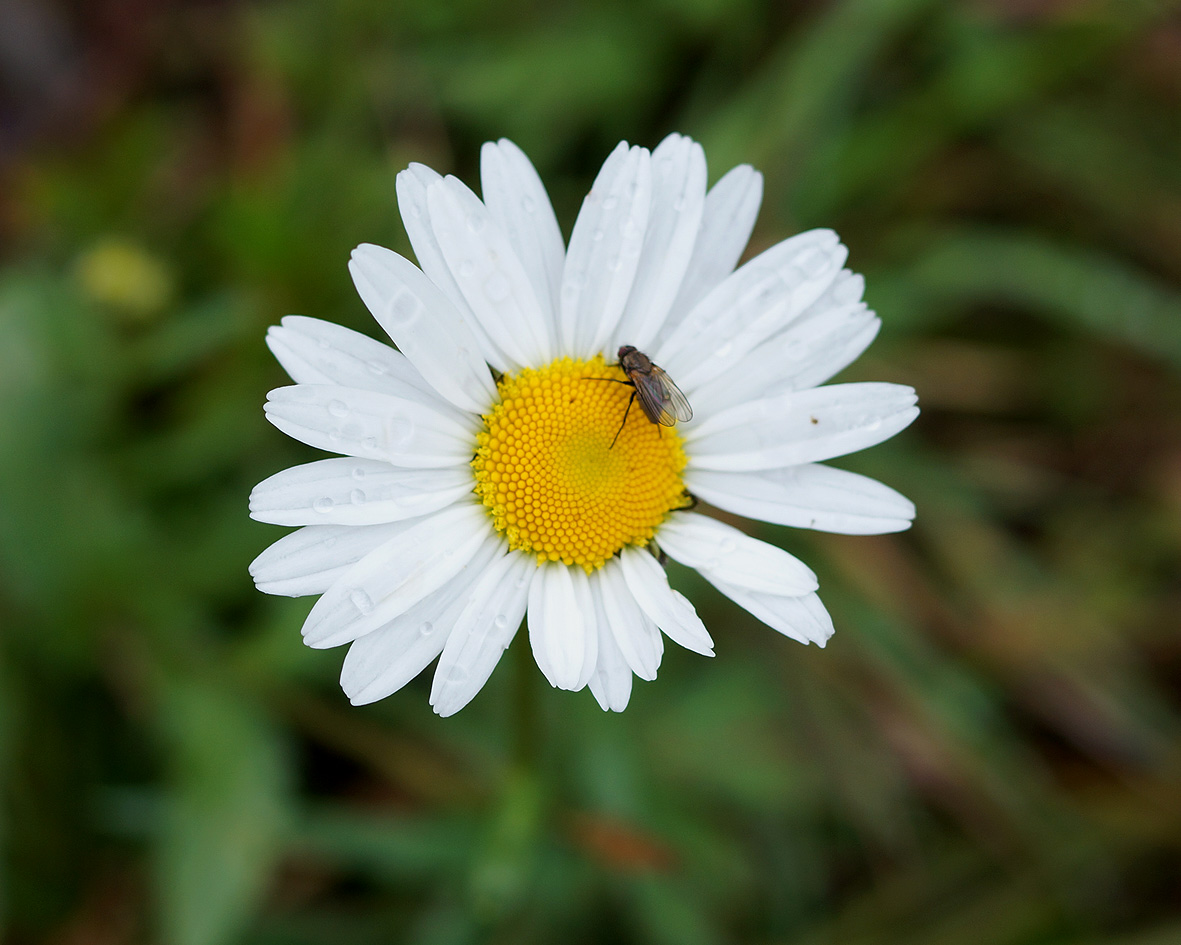 Изображение особи Leucanthemum ircutianum.