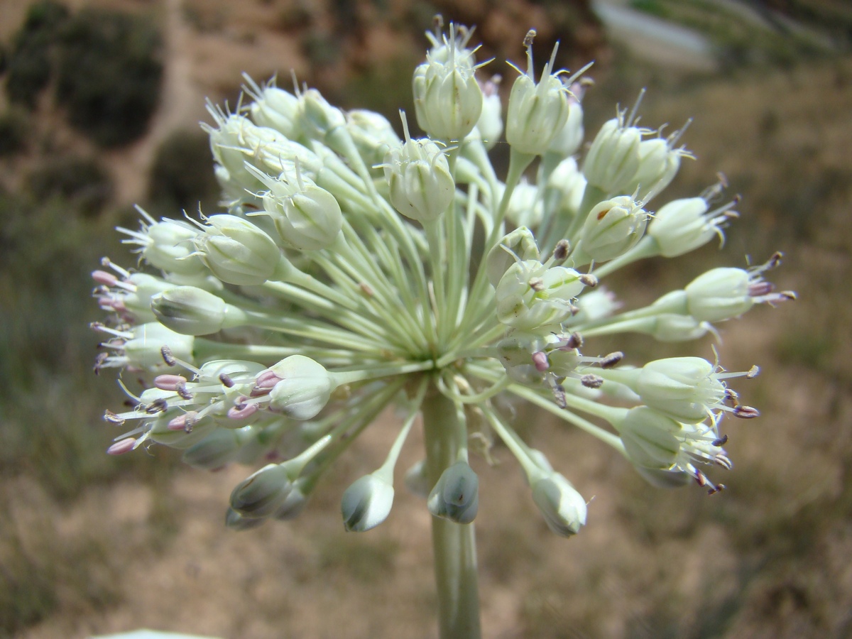 Изображение особи Allium filidentiforme.