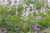 Vicia sylvatica. Побеги с соцветиями. Кольский п-ов, Кандалакшский берег Белого моря, каменистая коса. 21.07.2017.