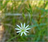 Stellaria graminea. Цветок и бутоны. Чувашия, окр. г. Шумерля, Кумашкинский заказник, Соколова поляна. 23 мая 2010 г.