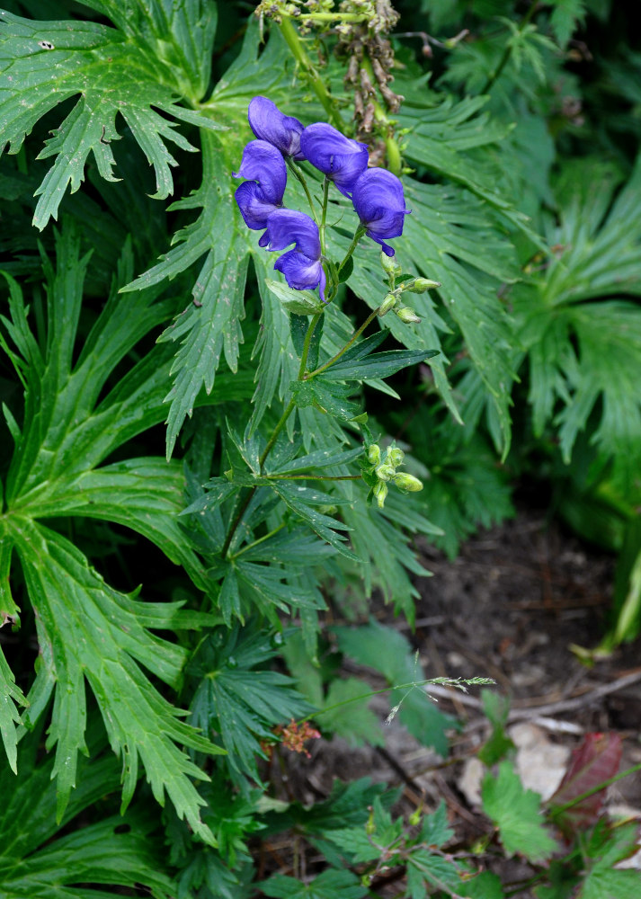 Изображение особи род Aconitum.