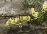 Aconitum nemorosum. Верхушка побега с плодами, на которых сохранились остатки околоцветников, и цветками. Башкортостан, Белорецкий р-н, Нурский сельсовет, хр. Малидак, гора Малиновая, подножие скального гребня, ≈ 1100 м н.у.м. 5 сентября 2018 г.