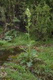 Cirsium oleraceum. Цветущее растение на мелководье в русле речки. Ленинградская обл., Ломоносовский р-н, окр. дер. Мал. Забородье, р. Шингарка. 01.09.2018.