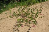 Trifolium hybridum