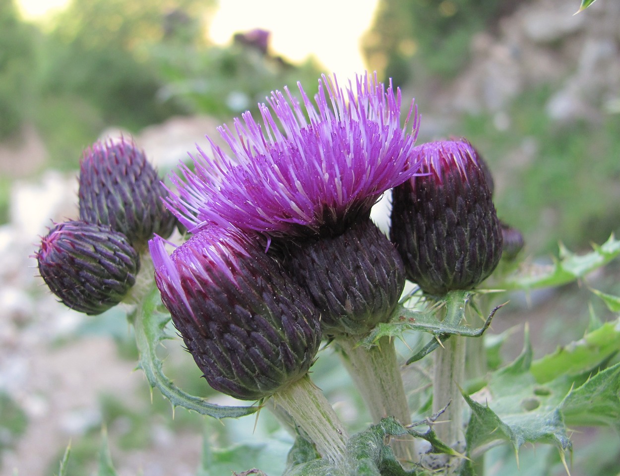 Изображение особи род Cirsium.