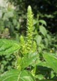 Amaranthus powellii. Верхушка растения с соцветием. Украина, г. Киев, Днепровский р-н, на берегу оз. Радужного, рудеральное местообитание. 21.08.2019.