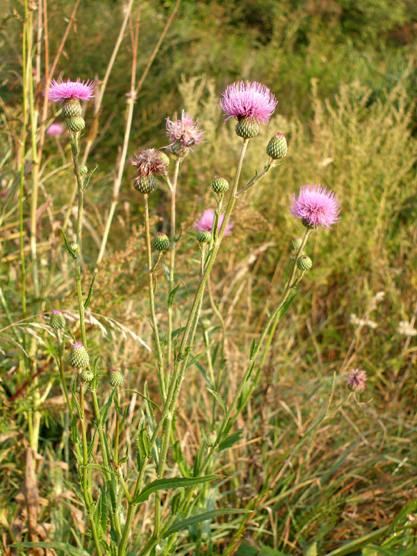 Изображение особи Cirsium canum.