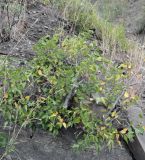 Celtis caucasica