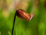 Polytrichum commune