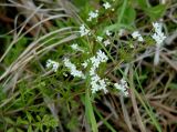 Galium uliginosum