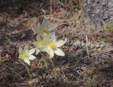 Pulsatilla patens