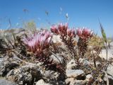 Pseudosedum karatavicum. Цветущее растение. Южный Казахстан, Сырдарьинский Каратау, Юго-Восточный Каратау, горы Улькен-Актау, правая кромка каньона р. Шабакты, щебнисто-каменистое плато. 22 мая 2021 г.