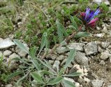 Moltkia caerulea