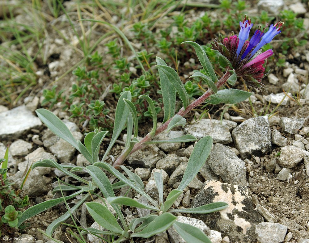 Изображение особи Moltkia caerulea.