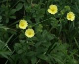 Potentilla recta