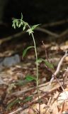 Epipactis persica