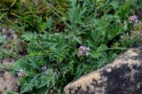 Scabiosa ochroleuca. Листья (рядом видны соцветия Thymus). Дагестан, Гунибский р-н, окр. с. Гамсутль, ≈ 1400 м н.у.м., каменистый склон. 29.07.2022.