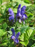 Aconitum degenii