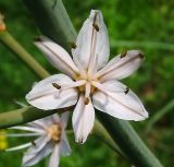 Asphodelus ramosus. Цветок. Израиль, Шарон, пос. Кфар Шмариягу, сосновая роща. 09.02.2011.