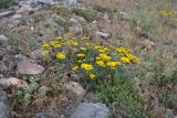 Anthemis monantha. Цветущее растение в петрофитной степи. Крым, Караньское плато. 26 мая 2012 г.