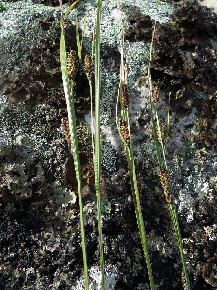 Изображение особи Carex juncella.