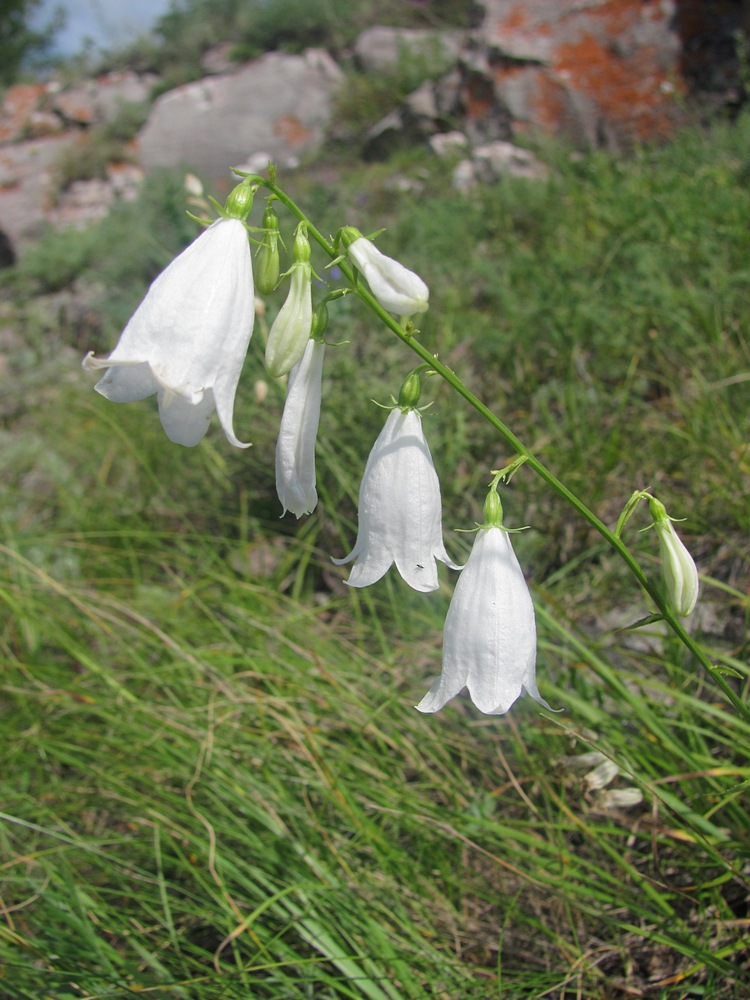 Изображение особи Adenophora coronopifolia.