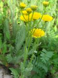 Tanacetum millefolium. Верхушка цветущего растения. Ростовская обл., г. Новочеркасск, балочная степь. 30.05.2010.