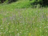 Stachys germanica