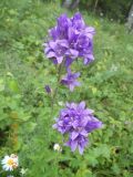 Campanula glomerata