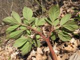 Paeonia caucasica. Листья (тыльная сторона). Краснодарский край, Новороссийский р-н, гора Рябкова, дубово-грабовый лес. 30.03.2014.