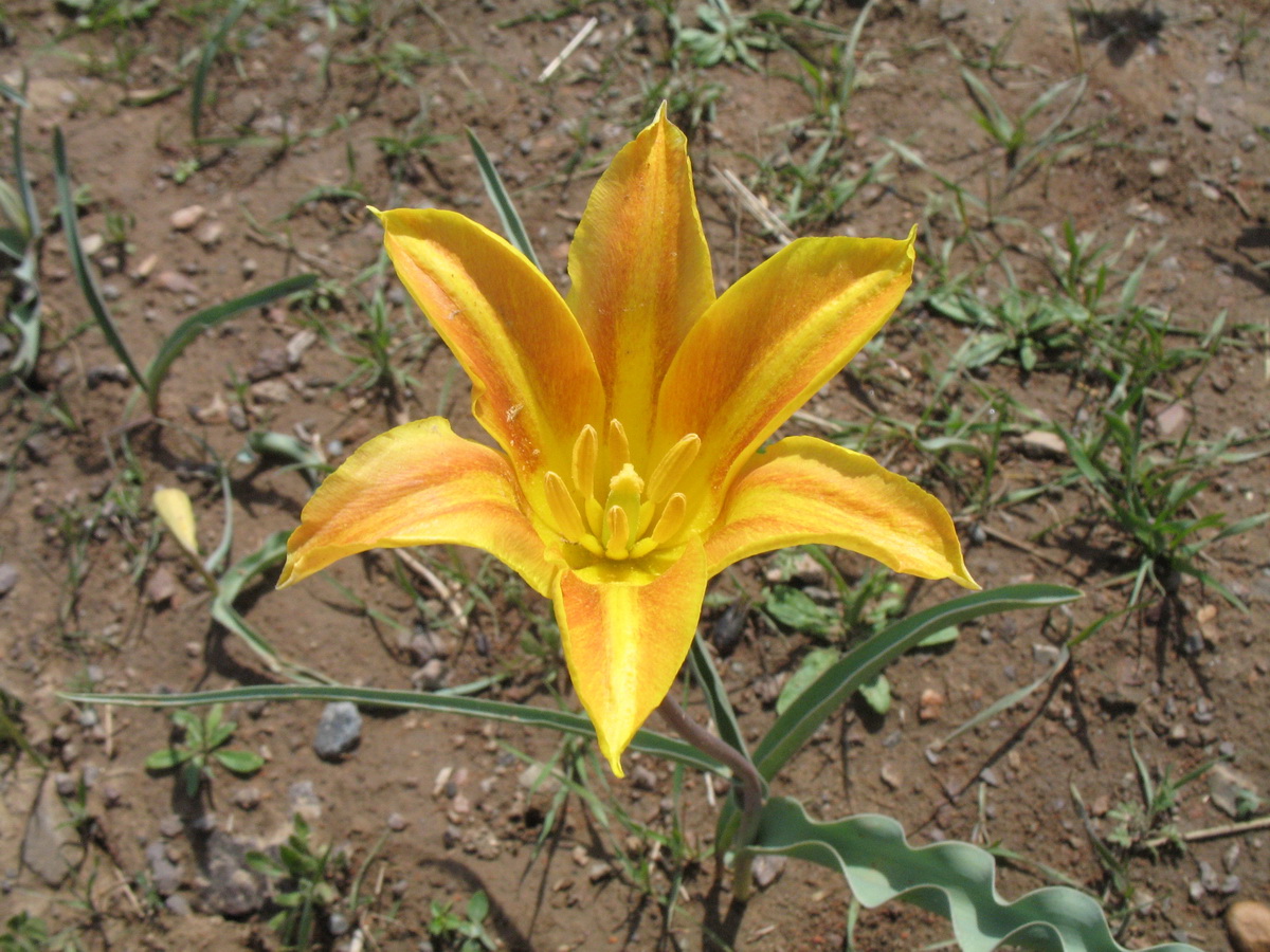 Изображение особи Tulipa jansii.