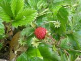 Fragaria vesca. Плодоносящее растение. Южный Берег Крыма, ур. Авунда. 20 июля 2009 г.