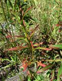 Hieracium umbellatum