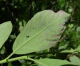 Salix cinerea