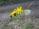 Hieracium umbellatum. Верхушка цветущего растения с кормящимися бабочкой (Leptidea sp.) и жуком. Новосибирская обл., Карасукский р-н, с. Благодатное, опушка колка. 29.07.2015.