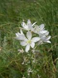 Ornithogalum fischerianum