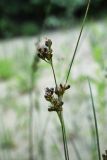 Juncus compressus