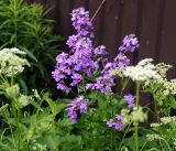 Hesperis matronalis