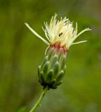 Rhaponticoides ruthenica. Соцветие с раскрывающимися цветками. Южный Урал, Челябинская обл., правый берег р. Ай, скальный массив ниже Больших Притесов. 9 июля 2016 г.