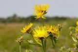 Inula helenium