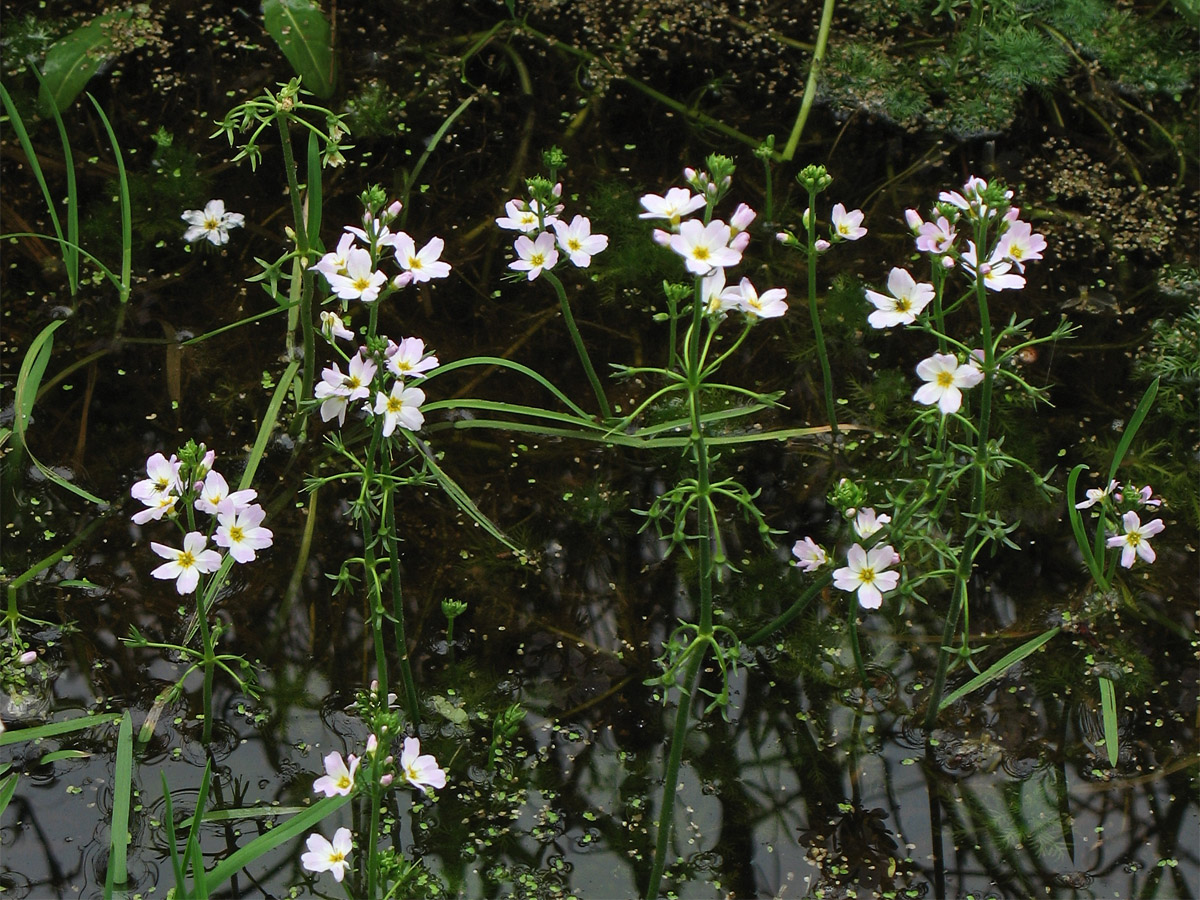 Изображение растения Hottonia palustris.